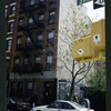 Block 257: Stanton Street between Clinton Street and Ridge Street (south side)