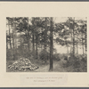 The  site of Thoreau's hut at Walden Pond