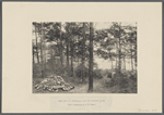 The  site of Thoreau's hut at Walden Pond