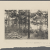 The site of Thoreau's hut at Walden Pond