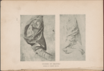 Studies of drapery.