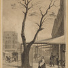 The old pear-tree plated by Governor Stuyvesant, corn 3d Ave & 13th St.