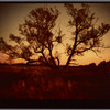 Tree and sunset