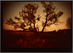 Tree and sunset