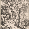 Study of old trees and shrubs with seated figure