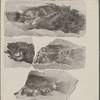 Fossilized fishes