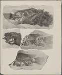 Fossilized fishes
