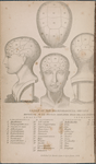 Names of the phrenological organs