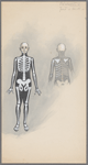 Skeletons - front & back