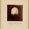 Six Adult Male Pah Ute Indian Skulls [rear view]