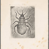 Microscopic view of a bug
