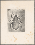 Microscopic view of a bug