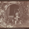 Honey, P. Britt's dog