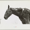 Neglected horse owned by rehabilitation client, Jackson County, Ohio