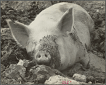 Mud bath, Prince Georges County, [Beltsville,] Maryland.