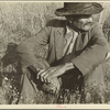 James Temple, strawberry picker, Hammond, Louisiana