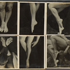 Five Photograph studies of Ted Shawn's legs and one of his hands
