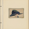 Album of European Export Real-Photo Novelty Postcards