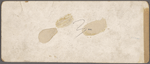 Pen and ink drawings for engravings for Tom Sawyer, True W. Williams.