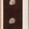 Helix costata