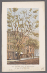 The Varian tree in Broadway, betw. 26th & 27th Sts. 1864.