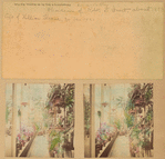 Robert L. Stuart residence (interior view, Conservatory)