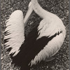 Pelican (?)