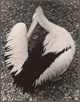 Pelican (?)