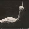 Swan