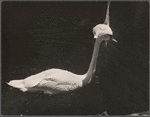 Swan