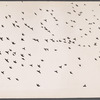 Flying birds