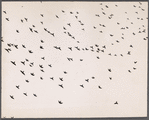Flying birds
