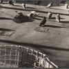 Pigeons