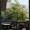 Block 400: Thompson Street between Grand Street and Canal Street (east side)