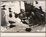 Pigeons and a trash can, New York