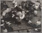 Pigeons, New York