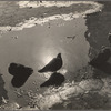 Pigeons