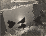 Pigeons