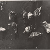 Pigeons