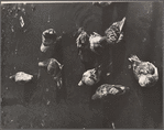 Pigeons