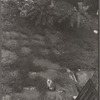 Cat, backyard of 12 Little West 12th Street