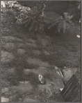 Cat, backyard of 12 Little West 12th Street