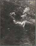 Sun-lit path in woods