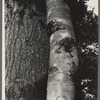 Tree trunks