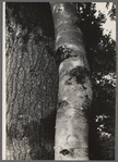 Tree trunks