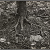 Tree roots