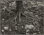 Tree roots