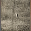 Bride and groom in woods