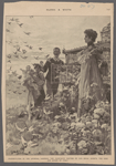 Pigeon-flying in the Quirinal Gardens, the favourite pastime of our royal guests, the King and Queen of Italy.