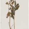 [Nature and Bird Notes.] Flowers and plants pressed in volume, some with pencil notes identifying them on scraps of paper.